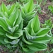 <p><strong>Veratrum californicum var. caudatum - White False Hellebore</strong></p><p><strong>Light: </strong><img src="https://champoegnursery.com/wp-content/uploads/2014/09/icon_full_sun.gif"/> / <img src="https://champoegnursery.com/wp-content/uploads/2014/09/icon_partial_shade.gif"/></p><p> <strong>Water: <img src="https://champoegnursery.com/wp-content/uploads/2014/09/icon_wet.gif"/> / <img src="https://champoegnursery.com/wp-content/uploads/2014/09/icon_moist.gif"/></p> <p> Max Height: </strong> 7 ft. <strong> Max Width: </strong> 4 ft. </p><p><strong>Description: </strong>This extremely poisonous herbaceous plant has erect stems and leaves that get smaller as they go up the stem.  The branches have greenish-white flowers. <strong>Zone: </strong>  7-9</p><p><img src="https://champoegnursery.com/wp-content/uploads/2014/09/icon_butterfly.gif"/>  /></p>