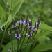 <p><strong>Verbena hastata - Wild Hyssop</strong></p><p><strong>Light: </strong><img src="https://champoegnursery.com/wp-content/uploads/2014/09/icon_full_sun.gif"/> / <img src="https://champoegnursery.com/wp-content/uploads/2014/09/icon_partial_shade.gif"/></p><p> <strong>Water: <img src="https://champoegnursery.com/wp-content/uploads/2014/09/icon_moist.gif"/></p> <p> Max Height: </strong> 36  in. <strong> Max Width: </strong> 24  in. </p><p><strong>Description: </strong>This perennial produces spikes of small, bright, purple flowers in the summer and fall. <strong>Zone: </strong>  7-9</p><p><img src="https://champoegnursery.com/wp-content/uploads/2014/09/icon_butterfly.gif"/>    <img src="https://champoegnursery.com/wp-content/uploads/2014/09/icon_wildlife.gif"/></p>