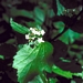 <p><strong>Viburnum edule - High-Bush Cranberry</strong></p><p><strong>Light: </strong><img src="https://champoegnursery.com/wp-content/uploads/2014/09/icon_full_sun.gif"/> / <img src="https://champoegnursery.com/wp-content/uploads/2014/09/icon_partial_shade.gif"/></p><p> <strong>Water: <img src="https://champoegnursery.com/wp-content/uploads/2014/09/icon_moist.gif"/></p> <p> Max Height: </strong> 9 ft. <strong> Max Width: </strong> 6 ft. </p><p><strong>Description: </strong>A tall deciduous shrub, with white flowers in summer, clusters of red berries eaten by birds and wildlife, and red leaves in fall. Berries often persist in to winter. <strong>Zone: </strong>  3-9</p><p><img src="https://champoegnursery.com/wp-content/uploads/2014/09/icon_butterfly.gif"/>    <img src="https://champoegnursery.com/wp-content/uploads/2014/09/icon_wildlife.gif"/></p>