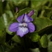 <p><strong>Viola adunca - Early Blue Violet</strong></p><p><strong>Light: </strong><img src="https://champoegnursery.com/wp-content/uploads/2014/09/icon_full_sun.gif"/> / <img src="https://champoegnursery.com/wp-content/uploads/2014/09/icon_partial_shade.gif"/> / <img src="https://champoegnursery.com/wp-content/uploads/2014/09/icon_full_shade.gif"/>  </p><p> <strong>Water: <img src="https://champoegnursery.com/wp-content/uploads/2014/09/icon_moist.gif"/></p> <p> Max Height: </strong> 6  in. <strong> Max Width: </strong> 18  in. </p><p><strong>Description: </strong>This violet produces light blue to purple flowers and blooms March to June. <strong>Zone: </strong>  7-9</p><p><img src="https://champoegnursery.com/wp-content/uploads/2014/09/icon_butterfly.gif"/>    <img src="https://champoegnursery.com/wp-content/uploads/2014/09/icon_wildlife.gif"/></p>