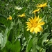 <p><strong>Wyethia amplexicaulis - Mules Ears</strong></p><p><strong>Light: </strong><img src="https://champoegnursery.com/wp-content/uploads/2014/09/icon_full_sun.gif"/>  </p><p> <strong>Water: <img src="https://champoegnursery.com/wp-content/uploads/2014/09/icon_dry.gif"/> / <img src="https://champoegnursery.com/wp-content/uploads/2014/09/icon_moist.gif"/></p> <p> Max Height: </strong> 32 in. <strong> Max Width: </strong> 6 in. </p><p><strong>Description: </strong>A short perennial which looks like a sunflower, blooms from May to July, spreads easily in meadows and open forests. Drought tolerant. <strong>Zone: </strong>  4-8</p><p><img src="https://champoegnursery.com/wp-content/uploads/2014/09/icon_butterfly.gif"/>    <img src="https://champoegnursery.com/wp-content/uploads/2014/09/icon_wildlife.gif"/></p>