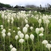 <p><strong>Xerophyllum tenax - Bear  Grass</strong></p><p><strong>Light: </strong><img src="https://champoegnursery.com/wp-content/uploads/2014/09/icon_full_sun.gif"/>  </p><p> <strong>Water: <img src="https://champoegnursery.com/wp-content/uploads/2014/09/icon_moist.gif"/></p> <p> Max Height: </strong> 3 ft. <strong> Max Width: </strong> 3 ft. </p><p><strong>Description: </strong>Perennial herbaceous plant growing from stout rhizomes.  It has grass like leaves and clusters of small white flowers that form a pyramidal cluster at the terminal end of the flowering stalks. <strong>Zone: </strong>  7-9</p><p><img src="https://champoegnursery.com/wp-content/uploads/2014/09/icon_butterfly.gif"/>    <img src="https://champoegnursery.com/wp-content/uploads/2014/09/icon_wildlife.gif"/></p>